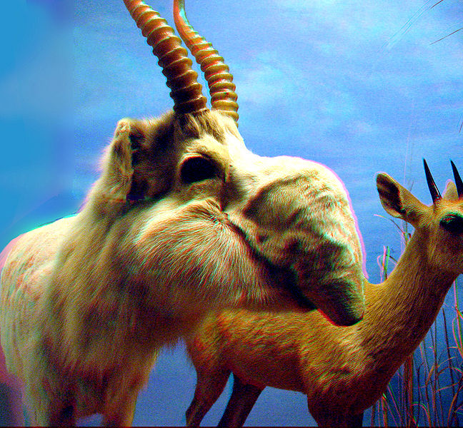 648px-saiga_antelope.jpg
