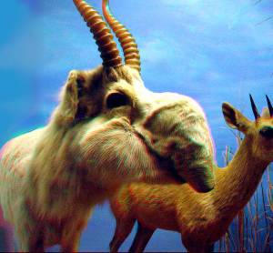 648px-saiga_antelope.jpg
