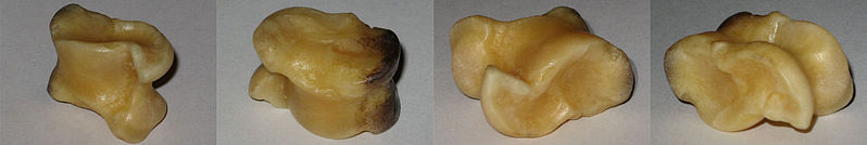 798px-shagai.jpg