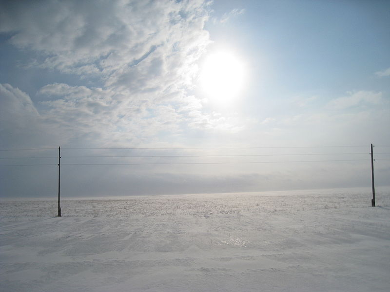 800px-kazakhstansteppekalvisvitolins.jpg