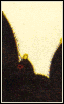 kintengu_01c.png