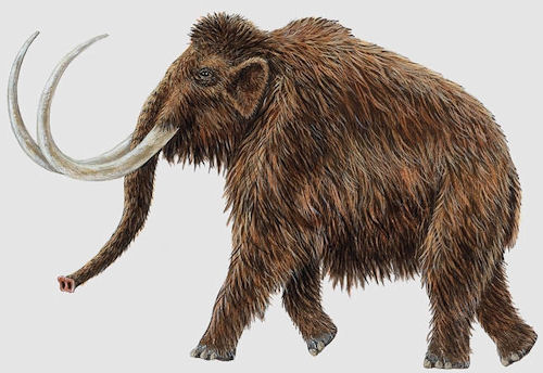 mamut-wlochaty.jpg