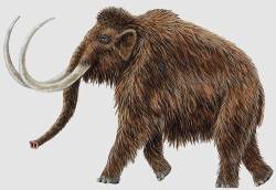 mamut-wlochaty.jpg