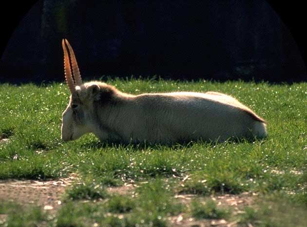 mongolia_saiga_tatarica.jpg
