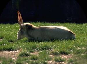 mongolia_saiga_tatarica.jpg